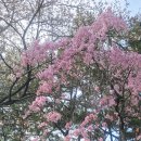 제60공원 | 직접 다녀온 제주 벚꽃 명소 추천 7, 제주대, 삼무, 신산공원 개화상황 리얼 후기