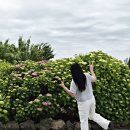 중문동-28 | 제주도 수국 명소, 답다니수국밭 실시간 개화상황 및 꿀팁정리 (26년 5월 중순)