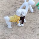 비숑마을펜션 이미지