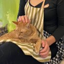 냥이와 양이 이미지