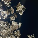 경희대기흥체육관 | 경희대 국제캠퍼스 벚꽃 개화 현황 🌸 *4/8일 밤 기준