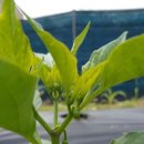 김미경농장 이미지