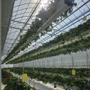 [오후N] 정리수업: 공간을 정리하면 인생이 보인다 | 익산 딸기체험 딸기역 후기｜전주·군산 아이랑 가볼만한곳 겨울 체험 추천 (첫째 외동놀이 데이트) 🍓