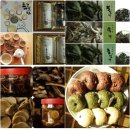 달빛마을 영농조합법인 Daum카페
