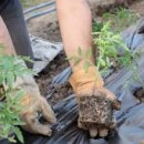 진흥농장 이미지