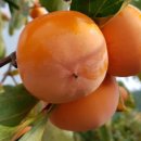 아름다운밀양농장 이미지