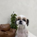 모모티디 독 쌀롱 반려견 미용 계림점 이미지