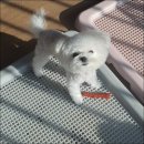 판도라독 이미지