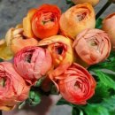 팜팜스토어 이미지