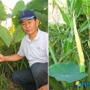 토란주인