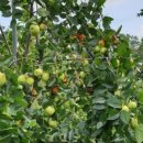 다모아농장 이미지