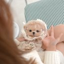 부산강아지분양 미유펫 이미지