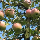 지은농장 이미지