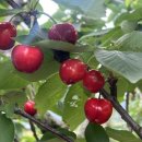 진도체리원 이미지