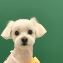 릴리리독 이미지