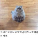 고양이김밥