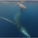 신호유희 | 오키나와 혹등고래 와칭 스윔 투어 고래와 눈맞춤 후기