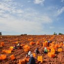 김용주농장 이미지