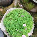 브리스건강기능성속옷 이미지