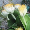 Haemanthus albiflos 이미지