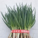 부드럽고 맛있는 노지쪽파(오늘 감사할인이벤트) 이미지