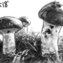 [푸드 테라피] 늦가을 보약 `버섯` 이미지