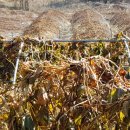 다사농장 이미지