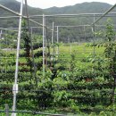 지리산 나무처럼 이미지