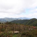 야생화길 이미지