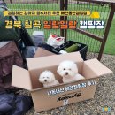 경북 칠곡 애견동반캠핑장 일랑일랑캠핑장 (내돈내산 칠곡 맛집부터 리뷰까지)