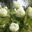 오월(5월) 1 이미지