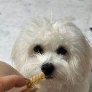 아롱`s 펫디저트 | 강아지덴탈껌 치석제거 간식 포켄스 덴티페어리 미니바이츠 내돈내산 구매후기