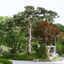 용의성