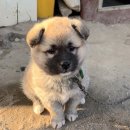 똥강아지 이미지