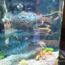 이준열대어 이미지