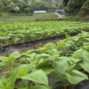 갓골농장 이미지