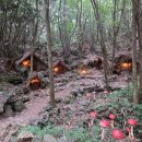 연명로 | 제주 한경면 가볼만한곳 산양큰엉곶 곶자왈 숲길 ,비 오는 날 후기 &amp; 소요시간 · 포토존