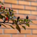 블랙펄 고추(Black Pearl Pepper) 이미지