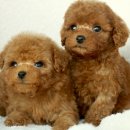 도그마루 고양이강아지 청주점 이미지