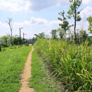 상록아파트산책로 이미지