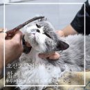 UR(오산시)-[내삼미로]-하-2 | 스피드와 꼼꼼함으로 스트레스 적은 동탄 고양이 미용 '함께냥'
