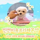 펫앤펫 인천점 강아지분양의 모든것 이미지