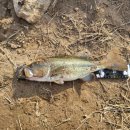 위천 위천교 이미지