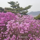 마켓진달래