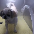 스마일동물병원 이미지