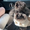 그루밍, 안나 이미지