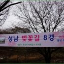 벚꽃호프