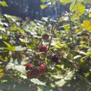 바릴로체 | 20260304 바릴로체 치코 순환 트레킹