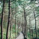 서울숲길 이미지