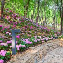 남해-313 | 진주 월아산 숲속의 진주 수국정원축제 아이와 가기 좋은 곳 추천